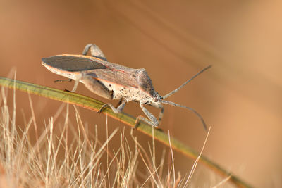 Close-up of insect