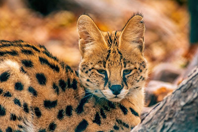 Close-up of a cat