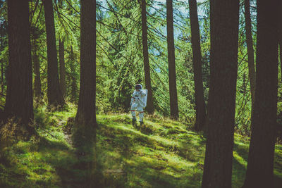 Rear view of man walking amidst trees in forest