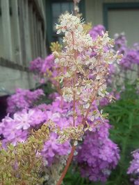 Close-up of pink flowers