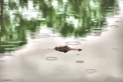 View of ducks swimming in lake