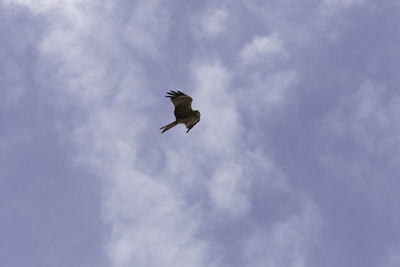 Low angle view of seagull flying against sky