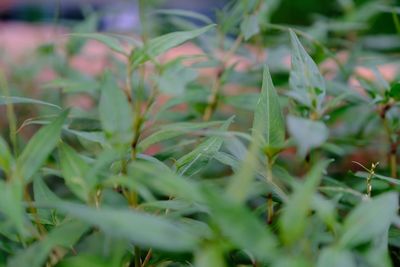 Full frame shot of plants growing on field