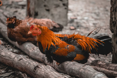 Close-up of rooster