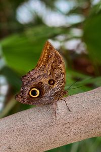 Close-up of butterfly on tree