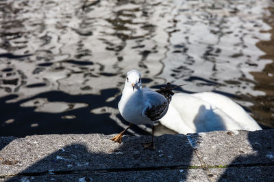 High angle view of seagull perching on a lake