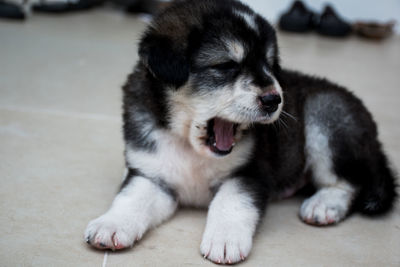 Cute puppy sitting on floor