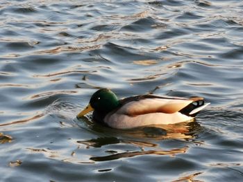 High angle view of duck swimming in lake