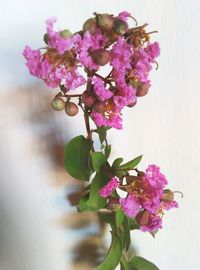 Close-up of pink flowers