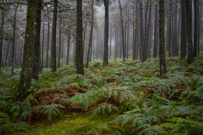 Deep foggy forest in madeira.