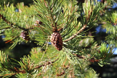 Close-up of lizard on pine tree