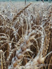 Close-up of stalks in field