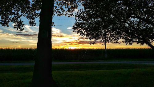 Silhouette of trees on field at sunset