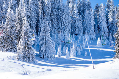 Snow covered pine trees in forest during winter