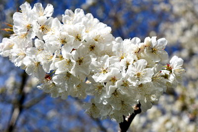 Close-up of white apple blossoms in spring