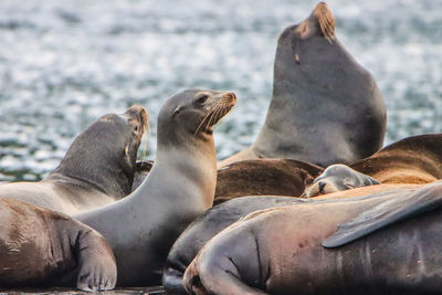 High angle view of sea lion