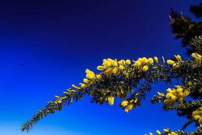 Low angle view of flowering plant against blue sky