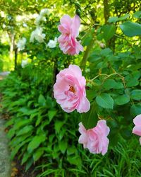 Close-up of pink flowers