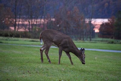 Horse on field