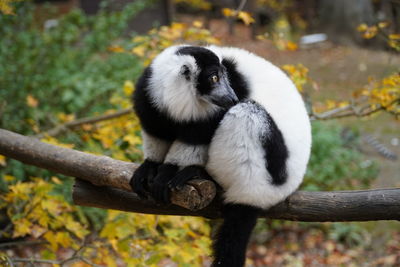 View of monkey sitting on tree