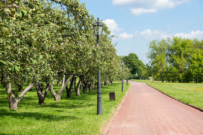 Footpath amidst trees in park against sky