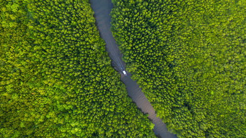 Aerial view of river amidst trees 