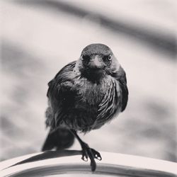 Close-up of bird