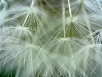 Close-up of dandelion