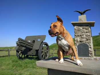 Dog sitting on seat against clear sky