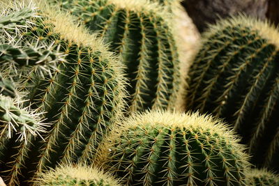 Close-up of cactus plant