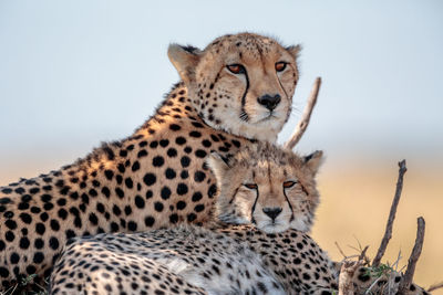 Cheetah in masai mara national reserve