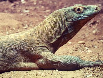 Close-up of lizard on sand