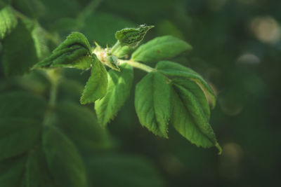 Close-up of green leaf