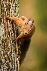 Close-up of squirrel on tree