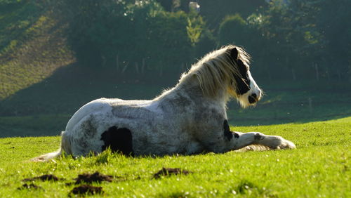 Side view of a horse laying down on field