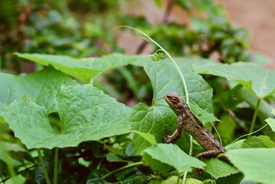 Close-up of insect on leaves