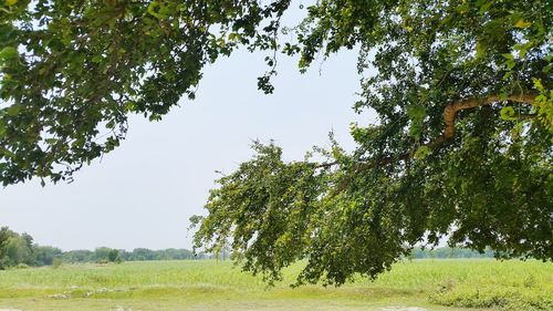 Trees growing on field against sky