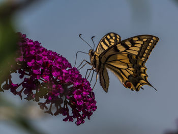 Close-up of butterfly pollinating on purple flower