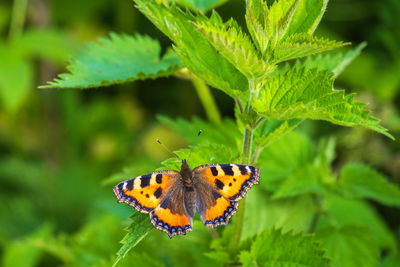 Close-up of butterfly pollinating flower