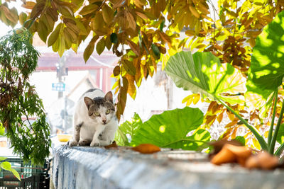 Cat sitting on a plant