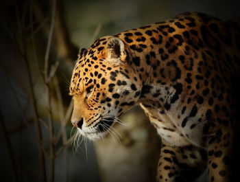 Close-up of jaguar looking away