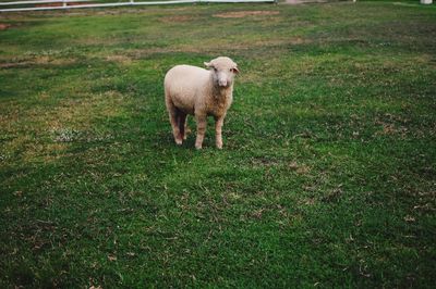 White dog on field