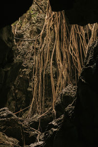 Close-up of rock formation in forest