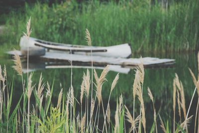 Scenic view of lake in field