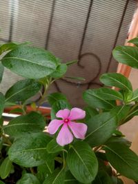 Close-up of flowering plant leaves