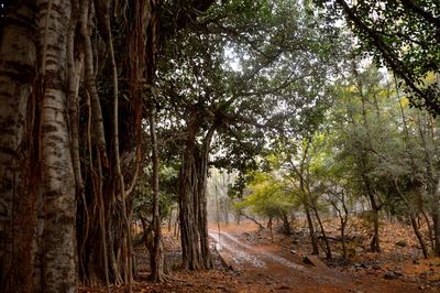 Trees in forest