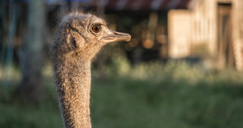 Close-up of ostrich outdoors