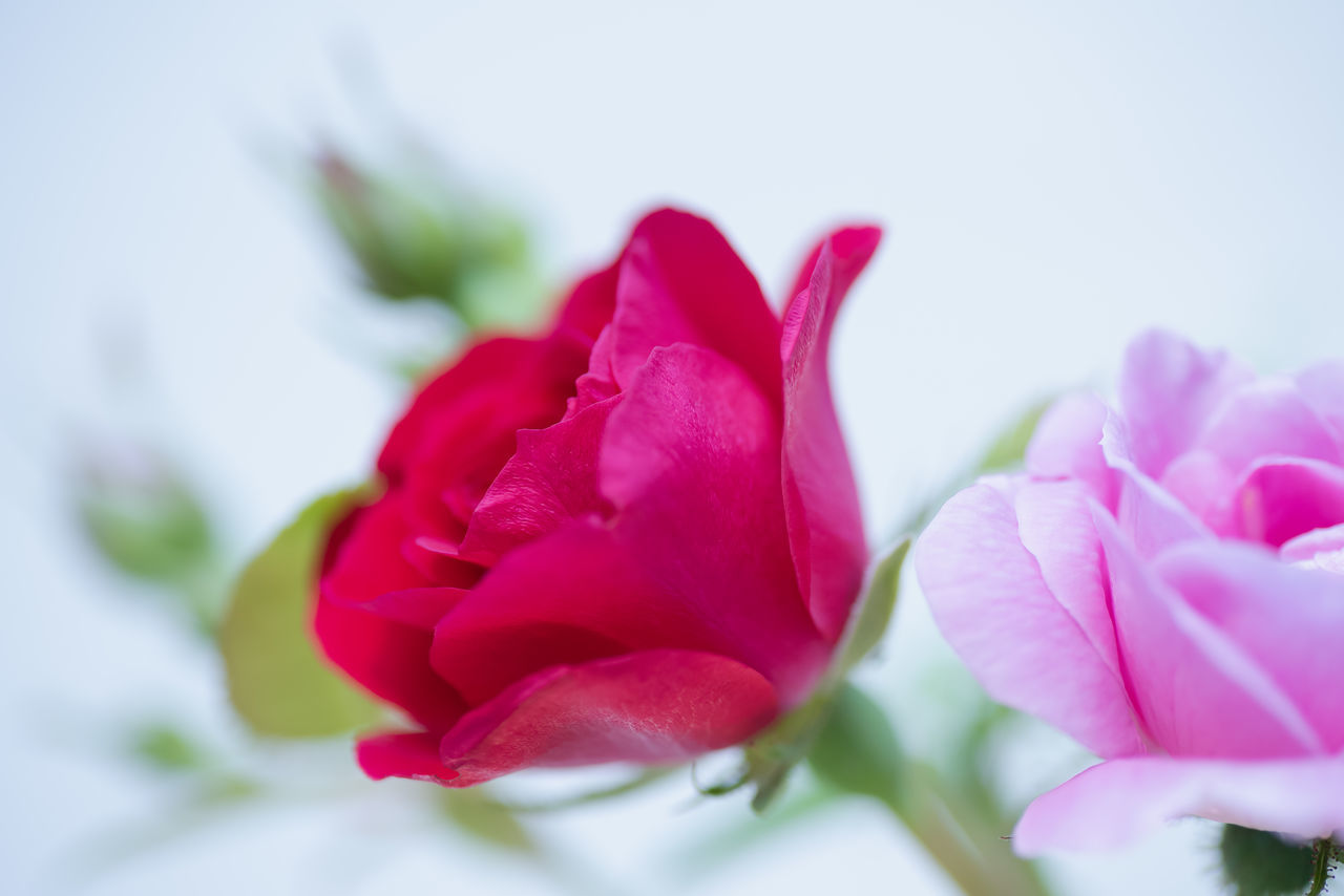 CLOSE-UP OF PINK ROSE WITH WHITE ROSES