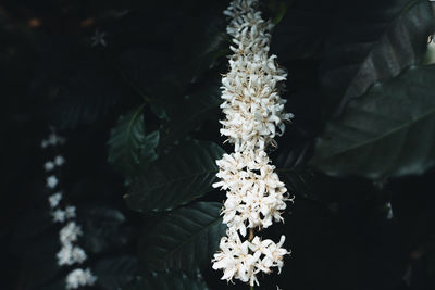 Close-up of white flowering plant