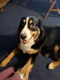 High angle portrait of dog looking away